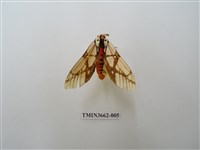 藏品(乳白斑燈蛾)的圖片